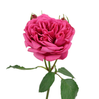 Пионовидная роза Пиано